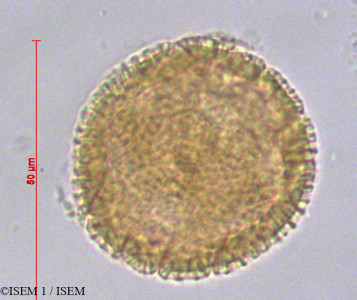 Passiflora punctata - lame n° 22385